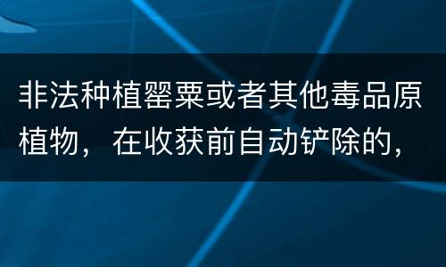 非法种植罂粟或者其他毒品原植物，在收获前自动铲除的，是否可以免除处罚