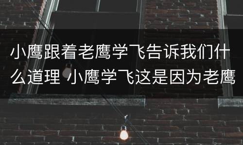 小鹰跟着老鹰学飞告诉我们什么道理 小鹰学飞这是因为老鹰